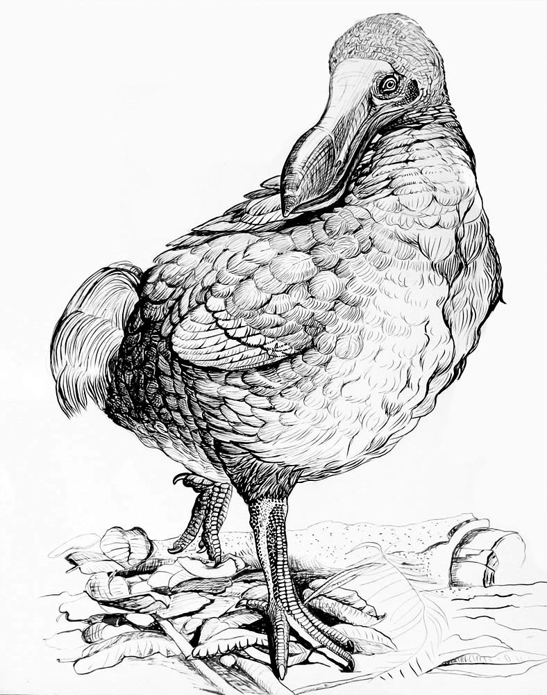 Animales- Aves - Dodo Animales- Aves - Pájaro Dodo