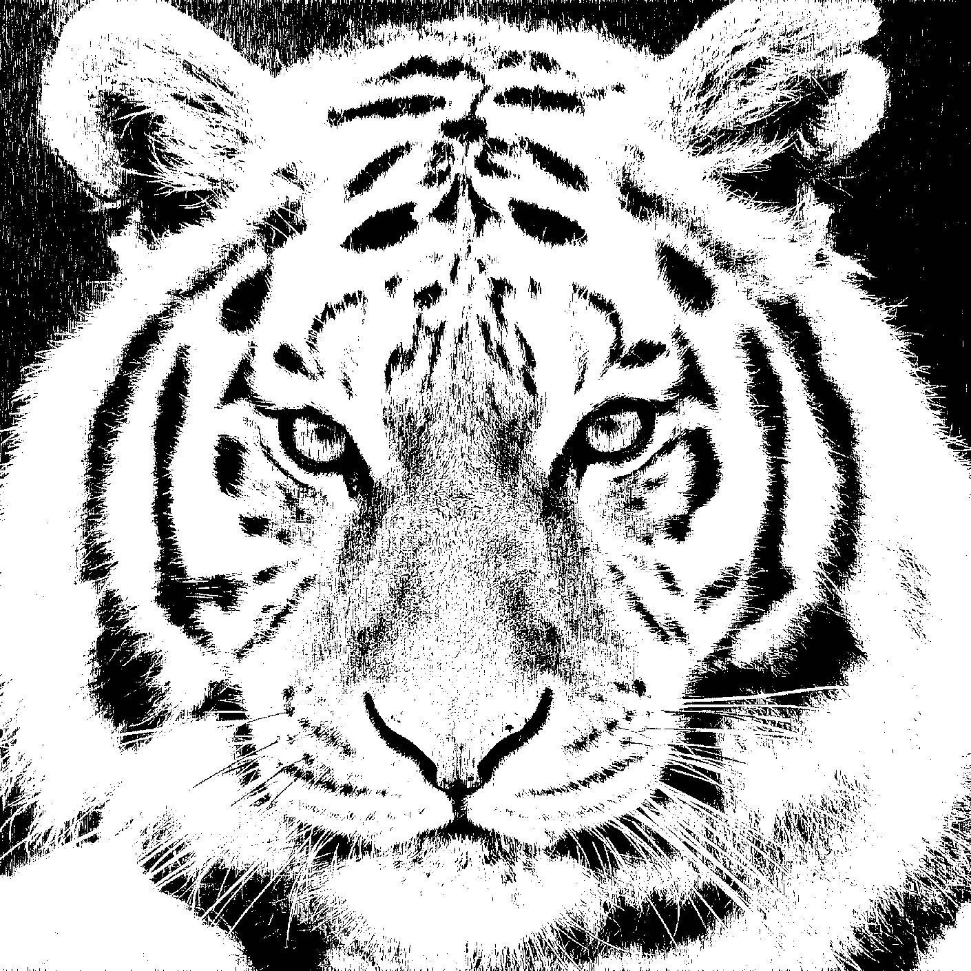 Dibujo perfecto del rostro de un tigre salvaje Ilustración gratis - Tigre de rostro sereno