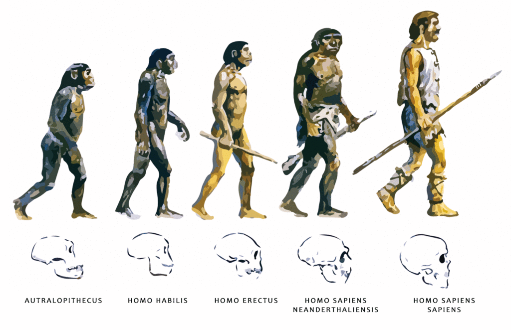 Evolución desde el Autralopithecus hasta el Homo Sapiens Sapiens Ilustración La evolución del hombre