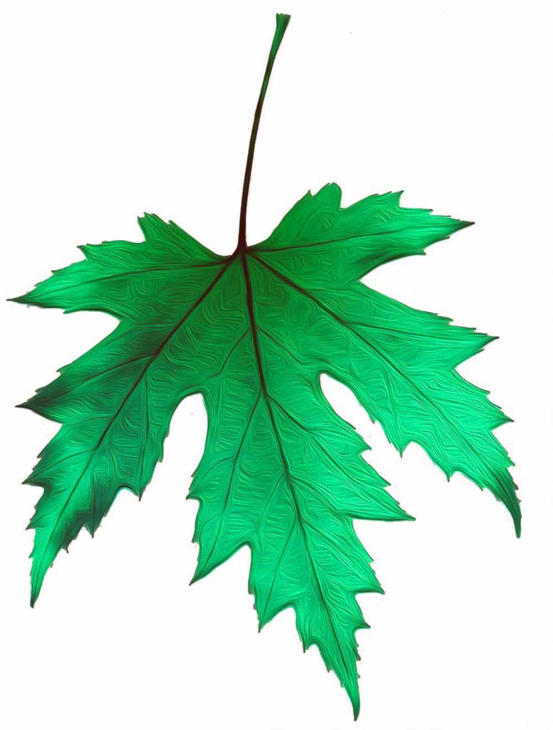 Ilustración Hoja de Arce perfecta colores verdes verano hoja de arce ilustracion