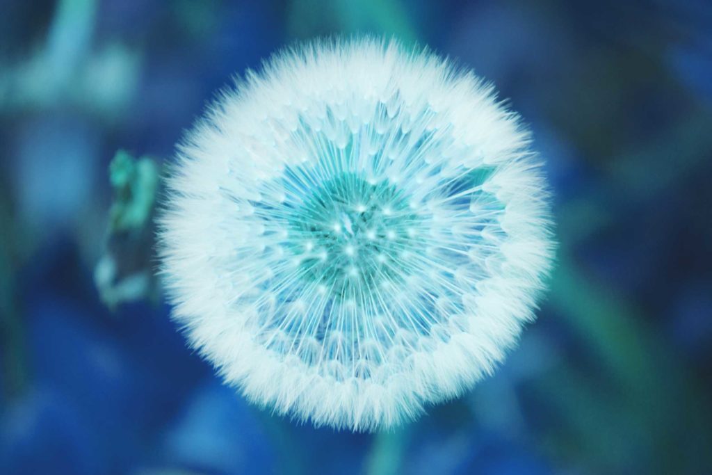 Ilustración en colores azules y verdes, gran flor de diente de león flor diente de león