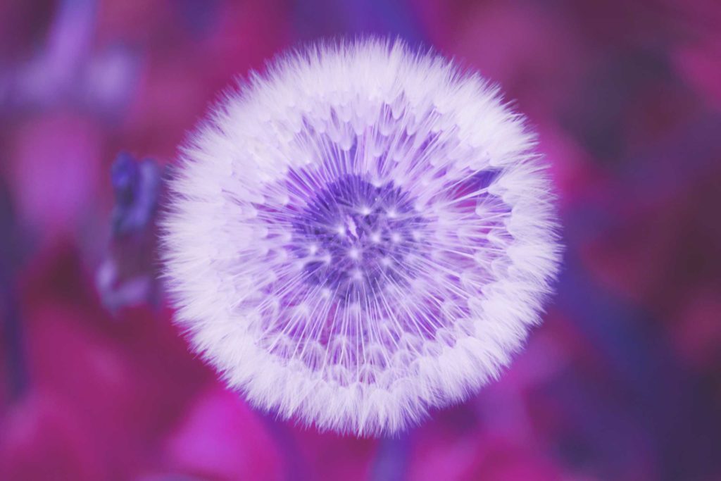 Ilustración en colores magentas y violetas, gran flor de diente de león flor diente de león, pisenlit